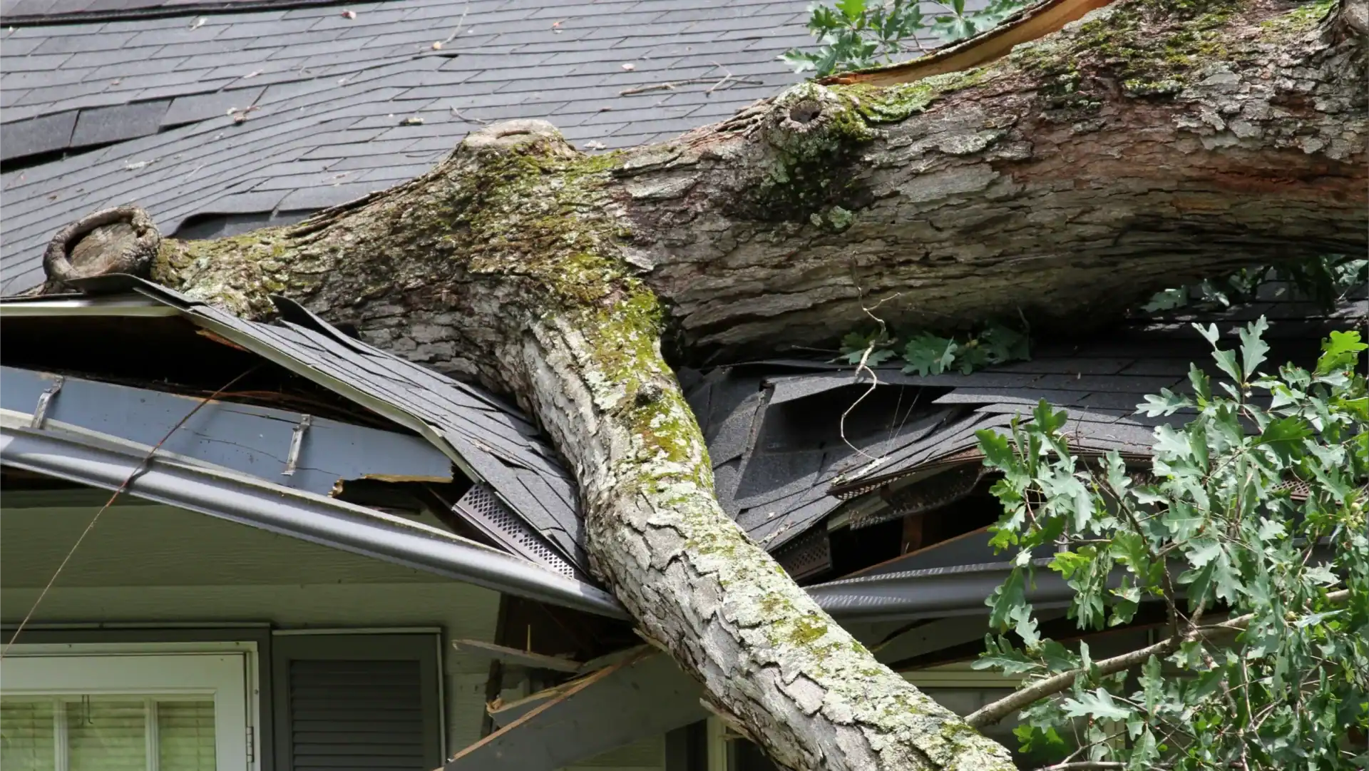 A large tree has fallen onto the roof of a house after storm, causing significant damage to the shingles and the roof structure