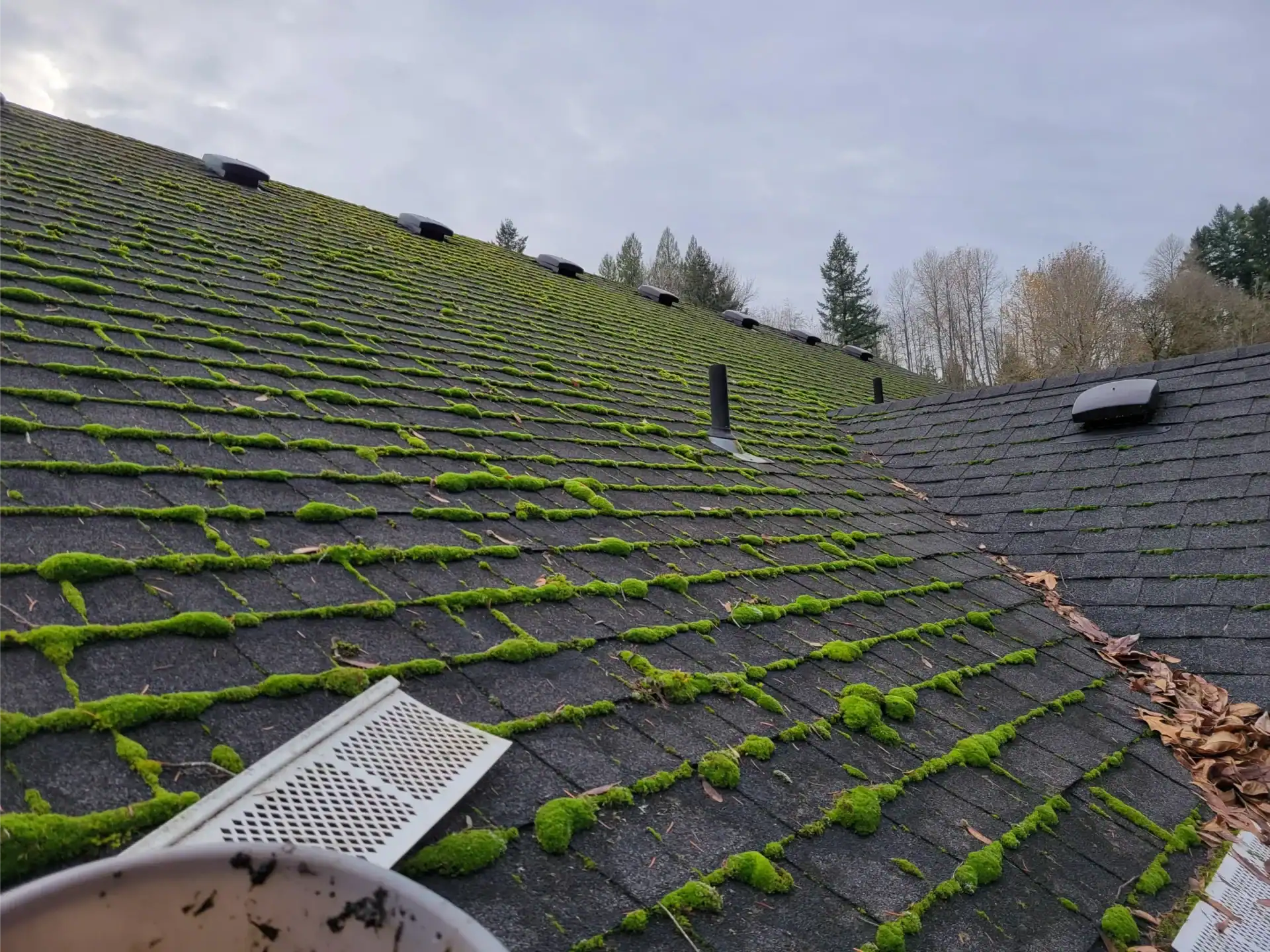 green moss growing on the old building roof
